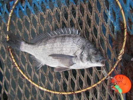 オリジナルメーカー海づり公園(市原市海づり施設) 釣果