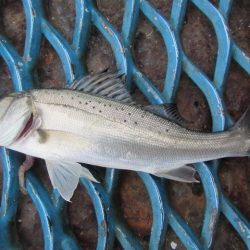 オリジナルメーカー海づり公園(市原市海づり施設) 釣果