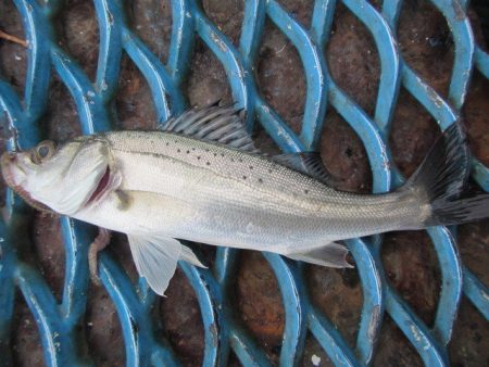 オリジナルメーカー海づり公園(市原市海づり施設) 釣果