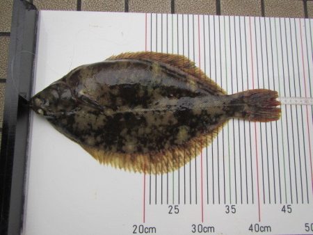 オリジナルメーカー海づり公園(市原市海づり…