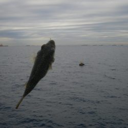 オリジナルメーカー海づり公園(市原市海づり施設) 釣果