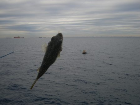 オリジナルメーカー海づり公園(市原市海づり施設) 釣果