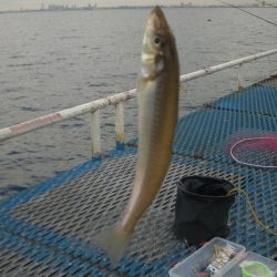 オリジナルメーカー海づり公園(市原市海づり施設) 釣果