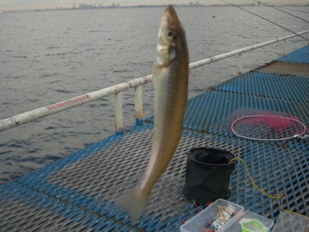 オリジナルメーカー海づり公園(市原市海づり施設) 釣果