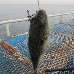 オリジナルメーカー海づり公園(市原市海づり施設) 釣果