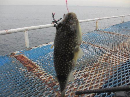 オリジナルメーカー海づり公園(市原市海づり施設) 釣果