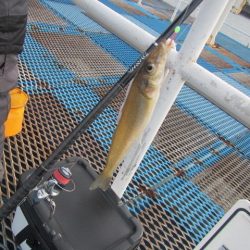 オリジナルメーカー海づり公園(市原市海づり施設) 釣果