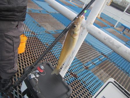 オリジナルメーカー海づり公園(市原市海づり…