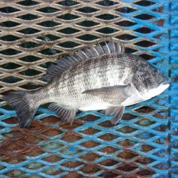 オリジナルメーカー海づり公園(市原市海づり施設) 釣果