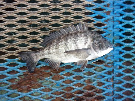 オリジナルメーカー海づり公園(市原市海づり施設) 釣果