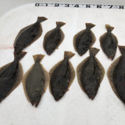 Magic(マジック) 釣果