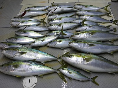 ミタチ丸 釣果