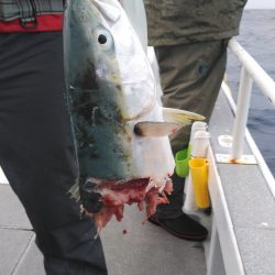 遊漁船 新鋭丸 釣果