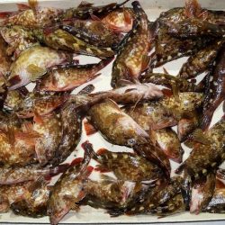 TOPGUN名古屋 釣果