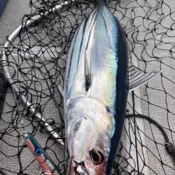 へいみつ丸 釣果