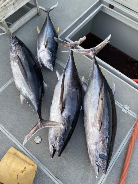 へいみつ丸 釣果