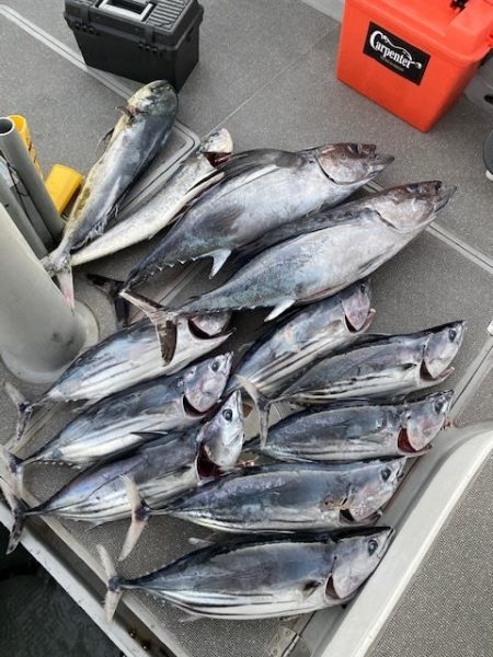 へいみつ丸 釣果