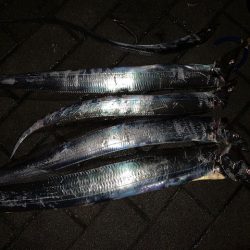 釣り納めでメータ超え