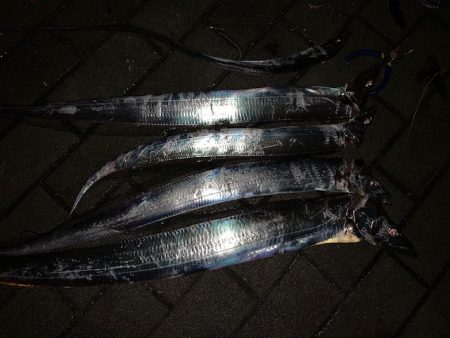 釣り納めでメータ超え