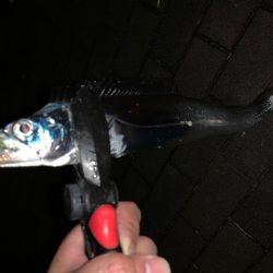 釣り納めでメータ超え