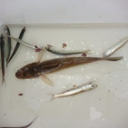 オリジナルメーカー海づり公園(市原市海づり施設) 釣果