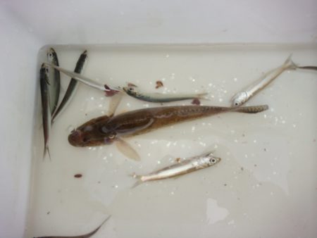 オリジナルメーカー海づり公園(市原市海づり施設) 釣果