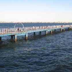 オリジナルメーカー海づり公園(市原市海づり施設) 釣果