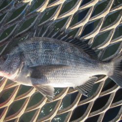 オリジナルメーカー海づり公園(市原市海づり施設) 釣果