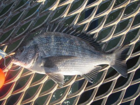 オリジナルメーカー海づり公園(市原市海づり施設) 釣果
