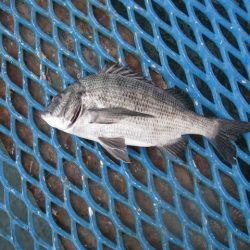 オリジナルメーカー海づり公園(市原市海づり施設) 釣果