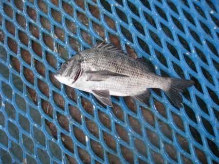 オリジナルメーカー海づり公園(市原市海づり施設) 釣果