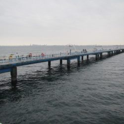 オリジナルメーカー海づり公園(市原市海づり施設) 釣果