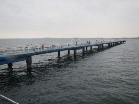 オリジナルメーカー海づり公園(市原市海づり施設) 釣果