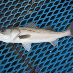 オリジナルメーカー海づり公園(市原市海づり施設) 釣果