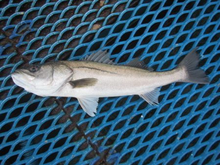 オリジナルメーカー海づり公園(市原市海づり…