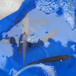 オリジナルメーカー海づり公園(市原市海づり施設) 釣果