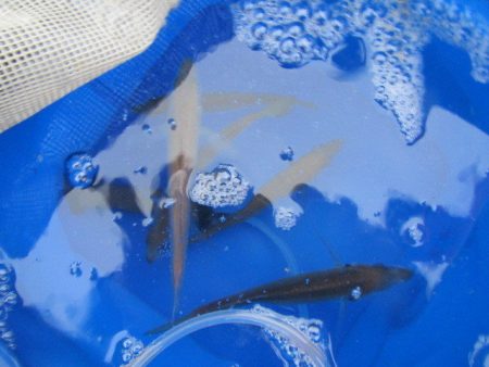 オリジナルメーカー海づり公園(市原市海づり施設) 釣果