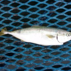 オリジナルメーカー海づり公園(市原市海づり施設) 釣果