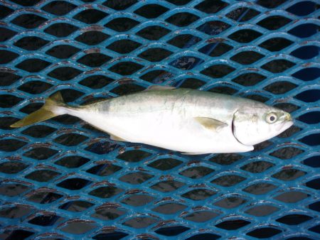 オリジナルメーカー海づり公園(市原市海づり施設) 釣果