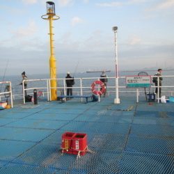 オリジナルメーカー海づり公園(市原市海づり施設) 釣果