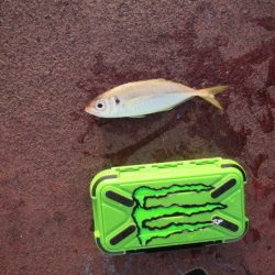 オリジナルメーカー海づり公園(市原市海づり施設) 釣果