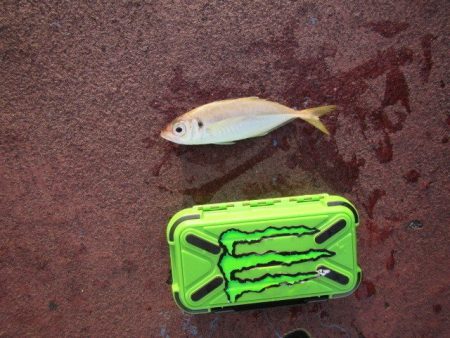 オリジナルメーカー海づり公園(市原市海づり施設) 釣果