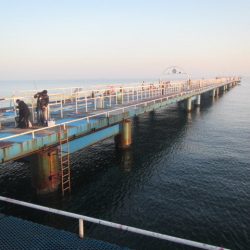 オリジナルメーカー海づり公園(市原市海づり施設) 釣果