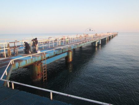オリジナルメーカー海づり公園(市原市海づり施設) 釣果