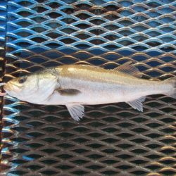 オリジナルメーカー海づり公園(市原市海づり施設) 釣果