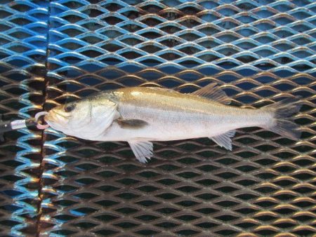 オリジナルメーカー海づり公園(市原市海づり…