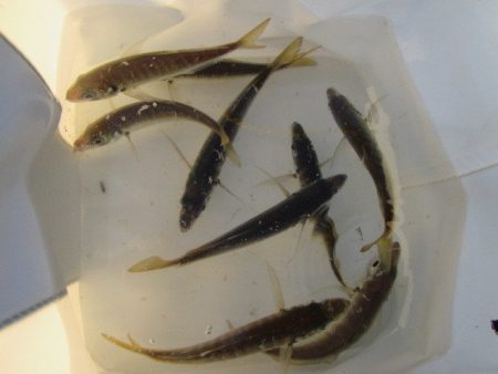 オリジナルメーカー海づり公園(市原市海づり施設) 釣果