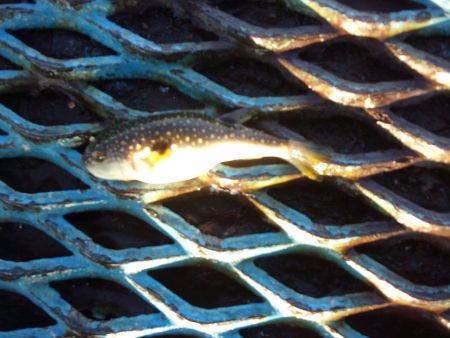 オリジナルメーカー海づり公園(市原市海づり施設) 釣果