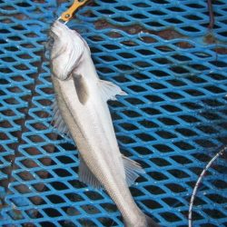 オリジナルメーカー海づり公園(市原市海づり施設) 釣果