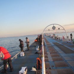 オリジナルメーカー海づり公園(市原市海づり施設) 釣果